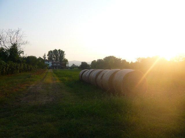 Agriturismo Bosco Del Fracasso Scandiano Εξωτερικό φωτογραφία